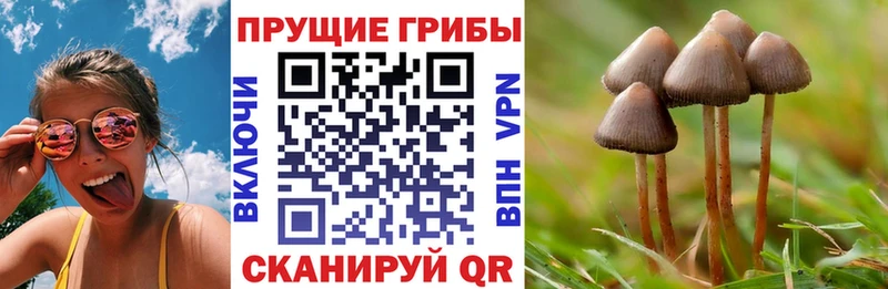Галлюциногенные грибы Psilocybine cubensis  OMG вход  Махачкала 